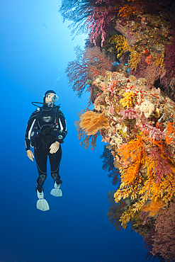 Scuba Diver over Coral Reef, Osprey Reef, Coral Sea, Australia