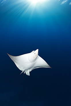 Spotted Eagle Ray, Aebatus narinari, Florida Islands, Solomon Islands