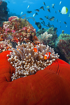 Pair of Clown Anemonefish, Amphiprion ocellaris, Florida Islands, Solomon Islands