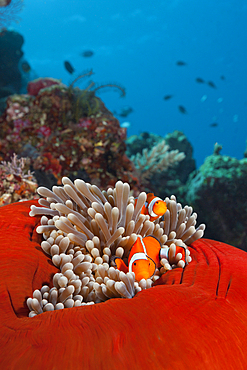 Pair of Clown Anemonefish, Amphiprion ocellaris, Florida Islands, Solomon Islands