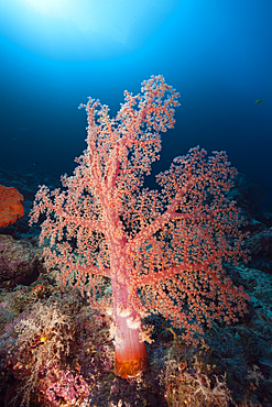 Klunzingers Soft Coral, Dendronephthya klunzingeri, Marovo Lagoon, Solomon Islands