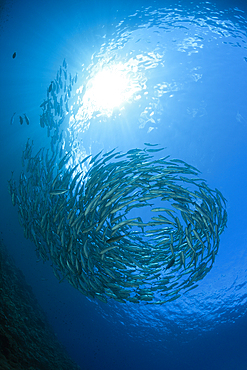 Schooling Bigeye Trevally, Caranx sexfasciatus, Mary Island, Solomon Islands