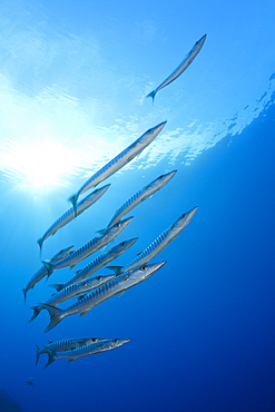 Shoal of Blackfin Barracuda, Sphyraena qenie, Mary Island, Solomon Islands