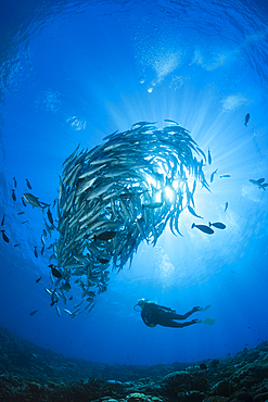 Diver and Shoal of Bigeye Trevally, Caranx sexfasciatus, Mary Island, Solomon Islands