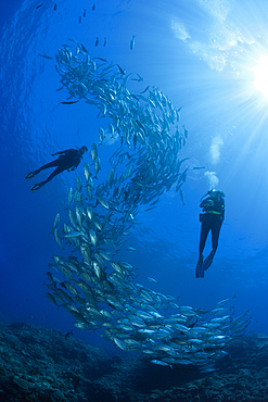 Diver and Shoal of Bigeye Trevally, Caranx sexfasciatus, Mary Island, Solomon Islands