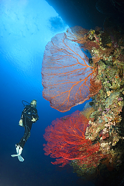 Scuba Diver over Coral Reef, Russell Islands, Solomon Islands