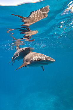 Blacktip Reef Shark, Carcharhinus melanopterus, Marovo Lagoon, Solomon Islands