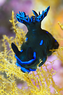 Dorid Nudibranch, Tambja sp., Komodo National Park, Indonesia