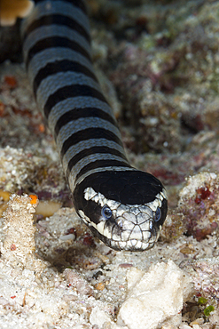 Banded Sea Snake, Laticauda colubrina, Komodo National Park, Indonesia