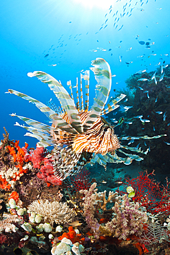 Lionfish in Coral Reef, Pterois volitans, Komodo National Park, Indonesia