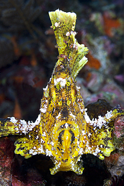 Yellow Leaf Fish, Taenionotus triacanthus, Bali, Indonesia