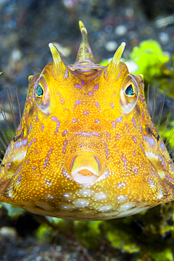 Thornback Cowfish, Lactoria fornasini, Bali, Indonesia