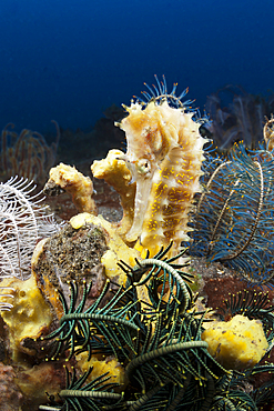 Thorny Seahorse, Hippocampus histrix, Bali, Indonesia