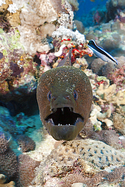 Giant Moray, Gymnothorax javanicus, Red Sea, Dahab, Egypt