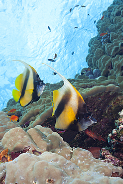 Pair of of Red Sea Bannerfish, Heniochus intermedius, Red Sea, Dahab, Egypt