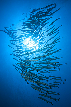 Shoal of Blackfin Barracuda, Sphyraena qenie, Red Sea, Ras Mohammed, Egypt