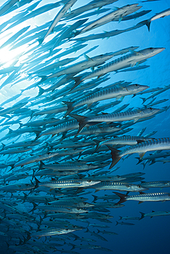 Shoal of Blackfin Barracuda, Sphyraena qenie, Shaab Rumi, Red Sea, Sudan