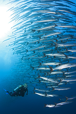 Scuba Diver and Shoal of Blackfin Barracuda, Sphyraena qenie, Shaab Rumi, Red Sea, Sudan