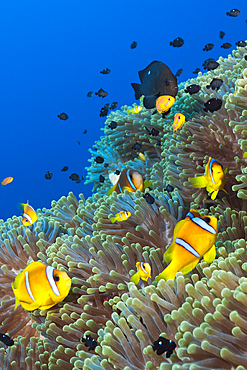 Twobar Anemonefish in Coral Reef, Amphiprion bicinctus, Shaab Rumi, Red Sea, Sudan