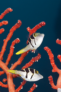 Pair of Black-saddled Puffer, Canthigaster valentini, Ambon, Moluccas, Indonesia