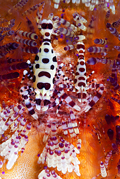 Pair of Coleman Shrimp on Fire Sea Urchin, Periclimenes colemani, Ambon, Moluccas, Indonesia