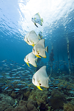 Longfin Batfish under Aborek Jetty, Platax teira, Raja Ampat, West Papua, Indonesia