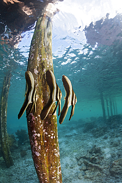 Juvenile Longfin Batfish under Aborek Jetty, Platax teira, Raja Ampat, West Papua, Indonesia