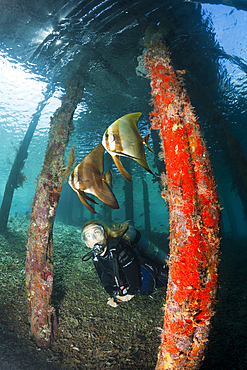 Longfin Batfish under Aborek Jetty, Platax teira, Raja Ampat, West Papua, Indonesia