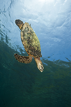 Hawksbill Sea Turtle, Eretmochelys imbricata, Raja Ampat, West Papua, Indonesia