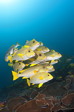 Shoal of Yellow-ribbon Sweetlips, Plectorhinchus polytaenia, Raja Ampat, West Papua, Indonesia