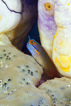 Tailspot Combtooth Blenny, Ecsenius stigmatura, Raja Ampat, West Papua, Indonesia