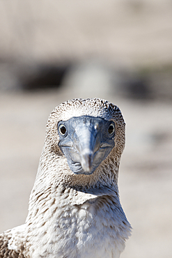 Blue-footed Booby, Sula nebouxii, North Seymour, Galapagos, Ecuador