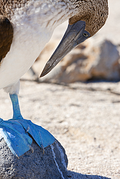 Blue-footed Booby, Sula nebouxii, North Seymour, Galapagos, Ecuador