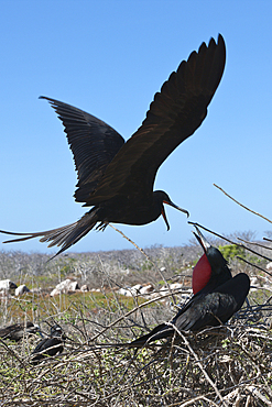 Magnificent Frigatebird, Fregata magnificens, North Seymour, Galapagos, Ecuador