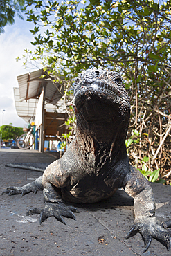 Marine Iguana, Amblyrhynchus cristatus, Puerto Ayora, Santa Cruz Island, Galapagos, Ecuador