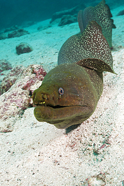 Fine spotted Moray, Gymnothorax dovii, Baltra Island, Galapagos, Ecuador