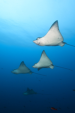 Spotted Eagle Ray, Aetobatus narinari, Wolf Island, Galapagos, Ecuador