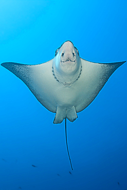 Spotted Eagle Ray, Aetobatus narinari, Wolf Island, Galapagos, Ecuador