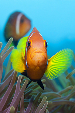 Maldive Anemonefish, Amphiprion nigripes, Felidhu Atoll, Maldives