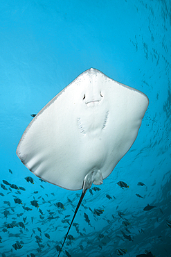 Pink Whipray, Pateobatis fai, North Male Atoll, Maldives