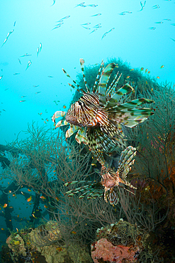 Lionfishes on Kuda Giri Wreck, Pterois miles, South Male Atoll, Maldives