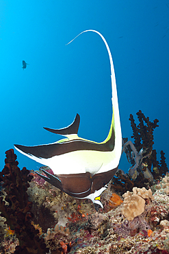 Moorish Idol, Zanclus cornutus, South Male Atoll, Maldives