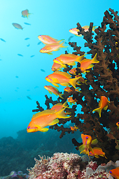 Lyretail Anthias over Coral Reef, Pseudanthias squamipinnis, South Male Atoll, Maldives