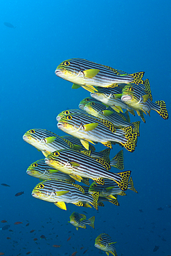 Shoal of Oriental Sweetlips, Plectorhinchus vittatus, South Male Atoll, Maldives