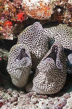 Group of Honeycomb Moray, Gymnothorax favagineus, North Male Atoll, Maldives