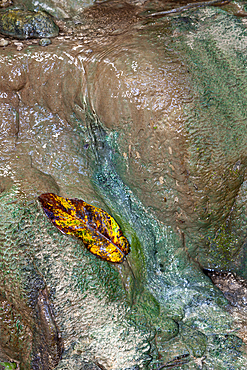 Leaf at Hughs Dale Waterfall, Christmas Island, Australia