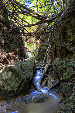 Andersons Dale Trail, Christmas Island, Australia