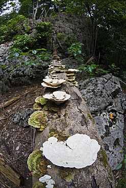 Mushroom at National Park, Fungi, Christmas Island, Australia