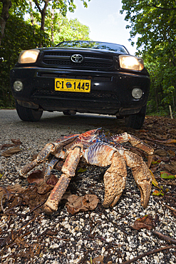 Robber Crab crosses Road, Birgus latro, Christmas Island, Australia