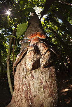 Robber Crab, Birgus latro, Christmas Island, Australia